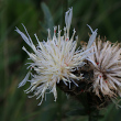 Foto von Besonderheit Centaurea scabiosa subsp. alpestris